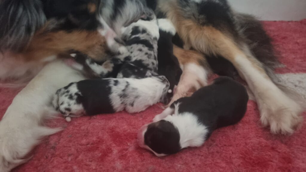 2 jours Elevage chiens berger australien LOF