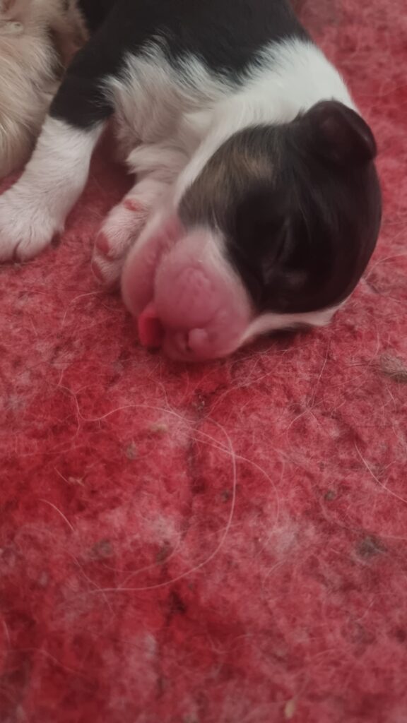 A cet âge, on mange et on dort Elevage chiens berger australien LOF