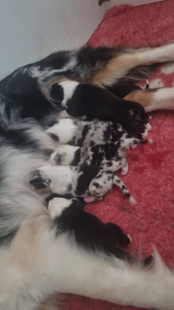 Miam miam le bon lait de maman ! Elevage chiens berger australien LOF