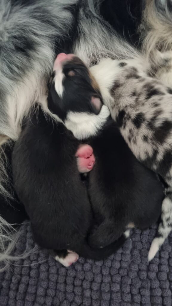 No comment Elevage chiens berger australien LOF