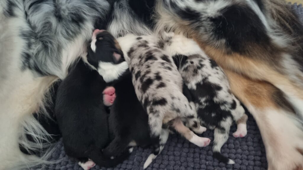 ... Elevage chiens berger australien LOF