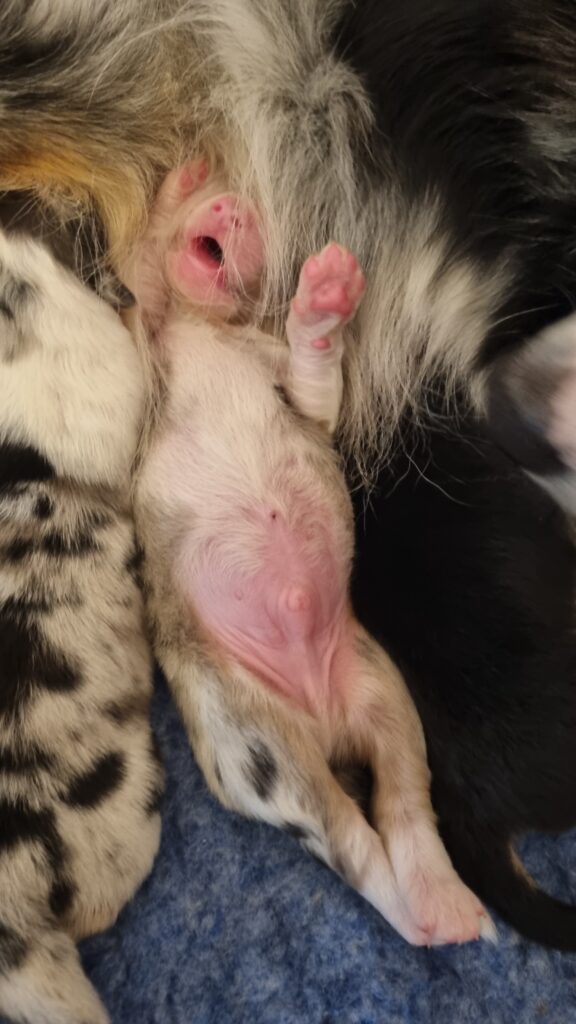 Trop dur la vie ! Elevage chiens berger australien LOF