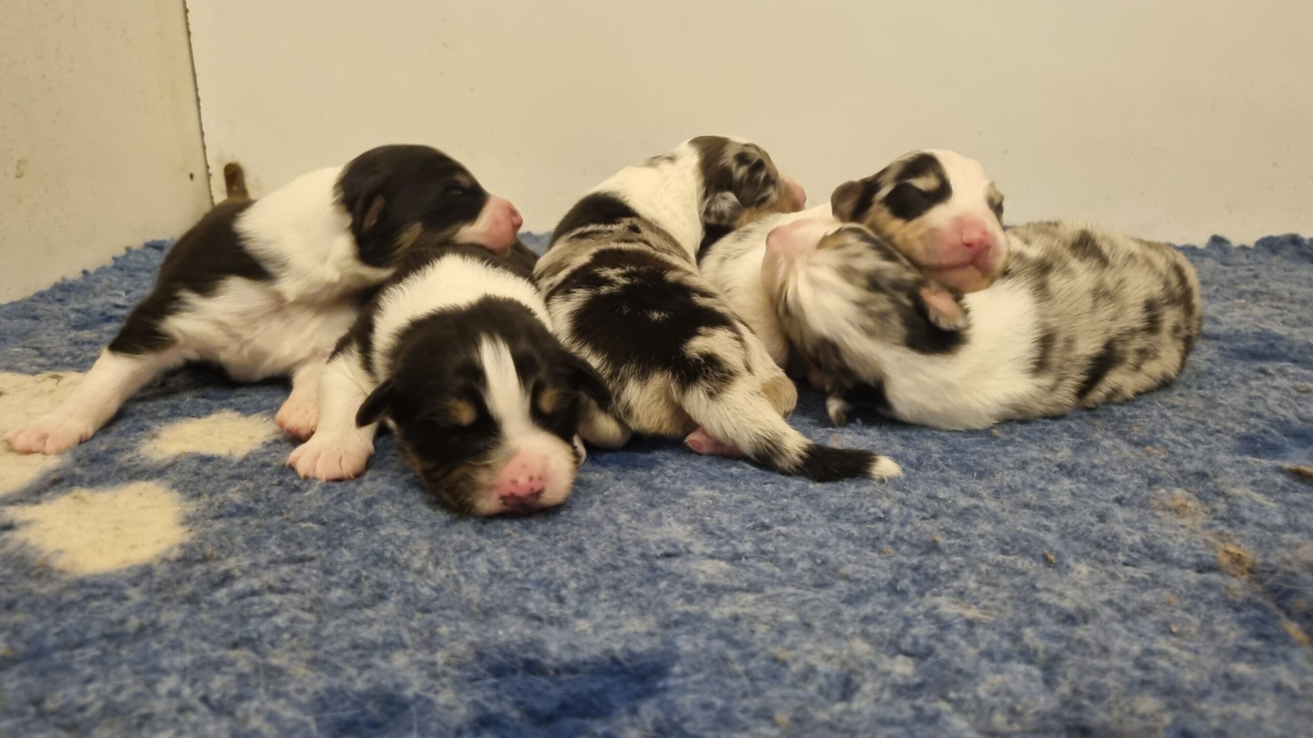 Portée 2025 Twilight x Zia : Semaine 1 (et un peu plus)