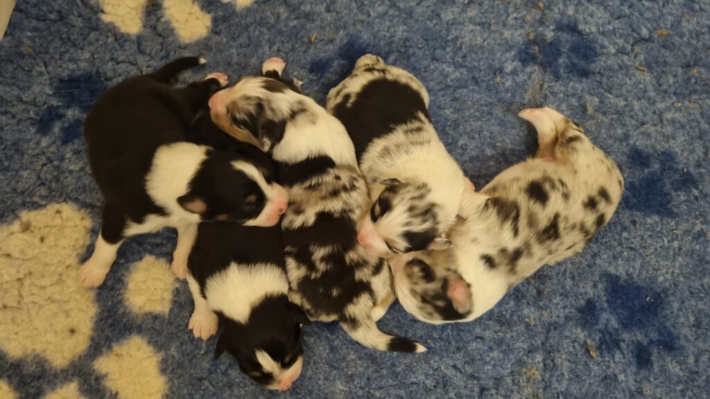 9 jours Elevage chiens berger australien LOF