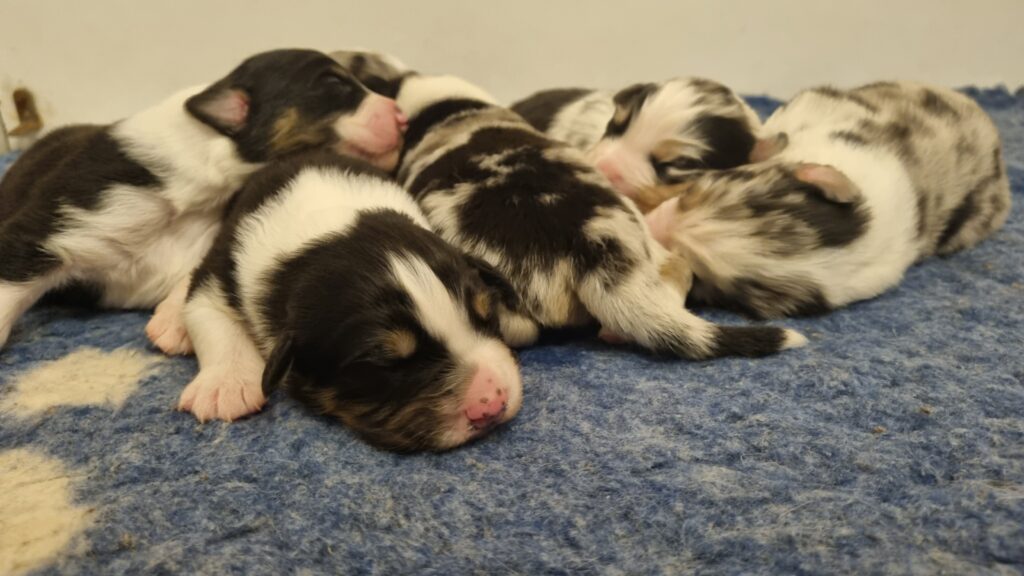 9 jours Elevage chiens berger australien LOF