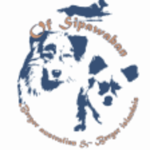 of sipawaban élevage de berger australien et berger islandais