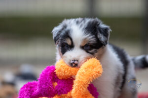chiot berger australien bleu merle