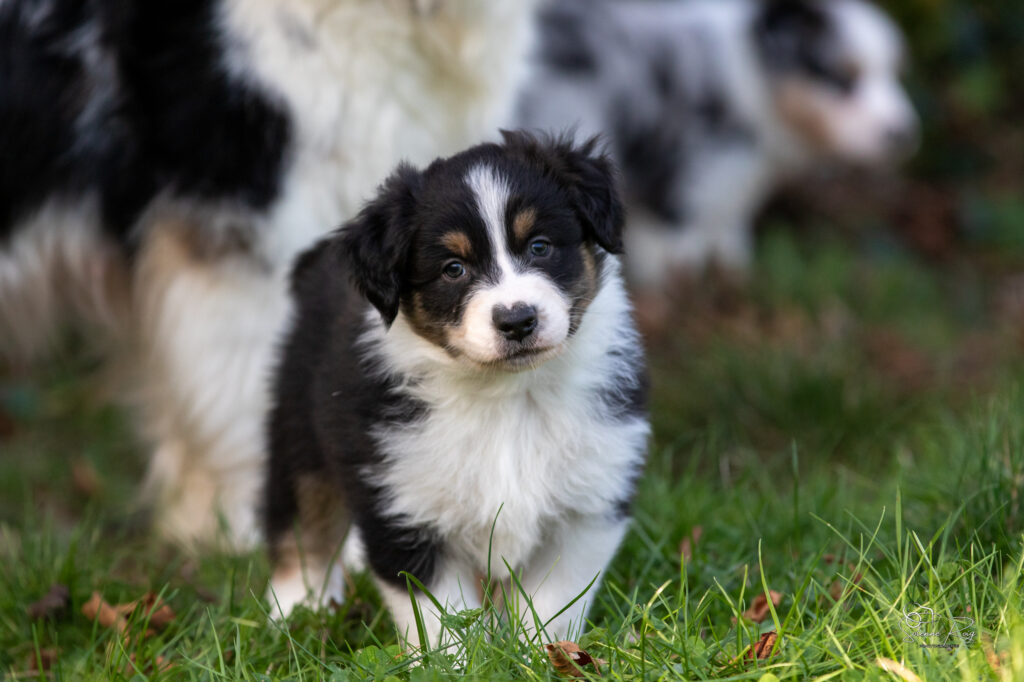 chiot berger australien noir tricolore