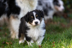 chiot berger australien noir tricolore