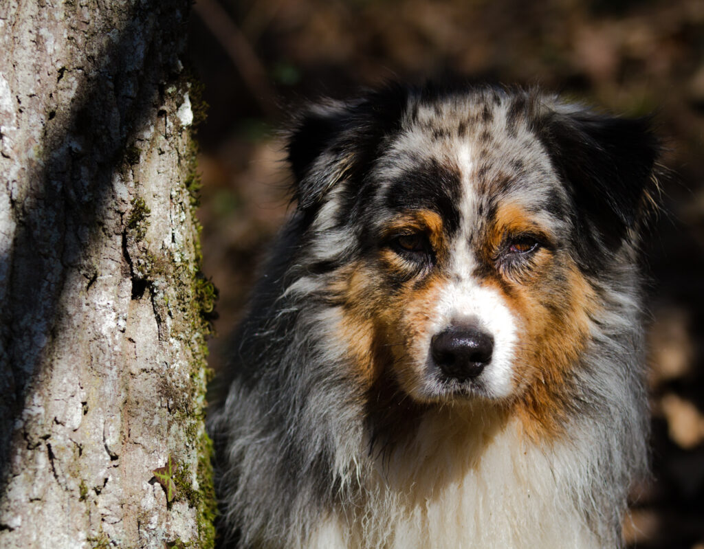 berger australien adulte bleu merle