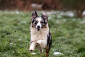 jeune berger australien femelle bleu merle