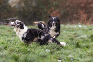 chiens berger australien bleu merle et noir tricolore qui jouent à l'extérieur