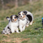 chiots berger australien bleu merle