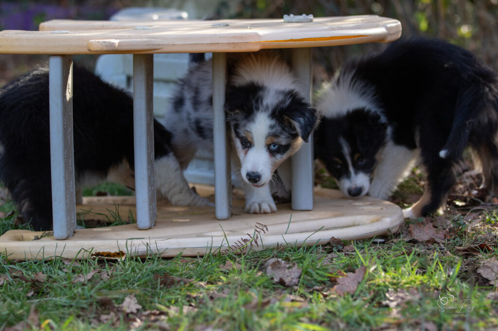 Awan Elevage chiens berger australien LOF - Occitanie - Awan of Sipawaban - mâle bleu merle - 8.5 semaines