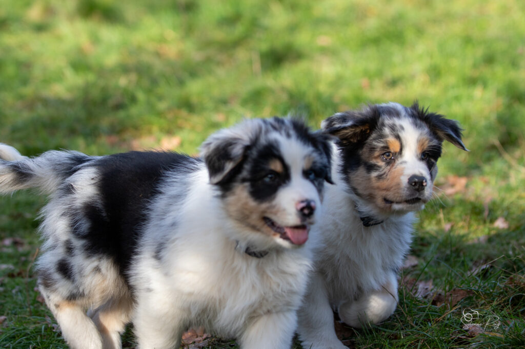 Askja (floue) et Aksu dit Asgard Elevage chiens berger australien LOF - Occitanie - Aksu et Askja of Sipawaban - mâle et femelle bleu merle - 8.5 semaines