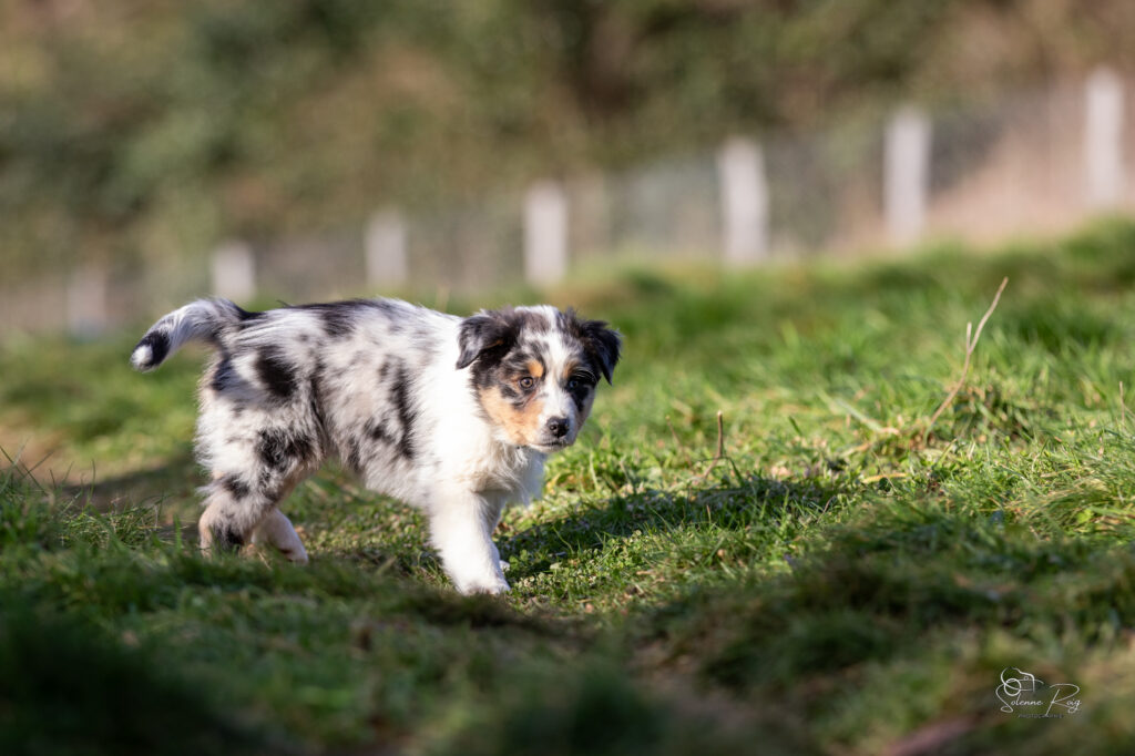 Asgard Elevage chiens berger australien LOF - Occitanie - Aksu of Sipawaban - mâle bleu merle - 8.5 semaines