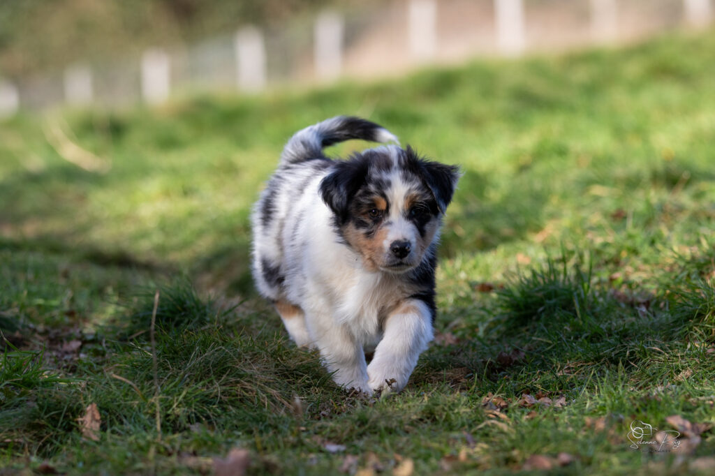 Asgard Elevage chiens berger australien LOF - Occitanie - Aksu of Sipawaban - mâle bleu merle - 8.5 semaines