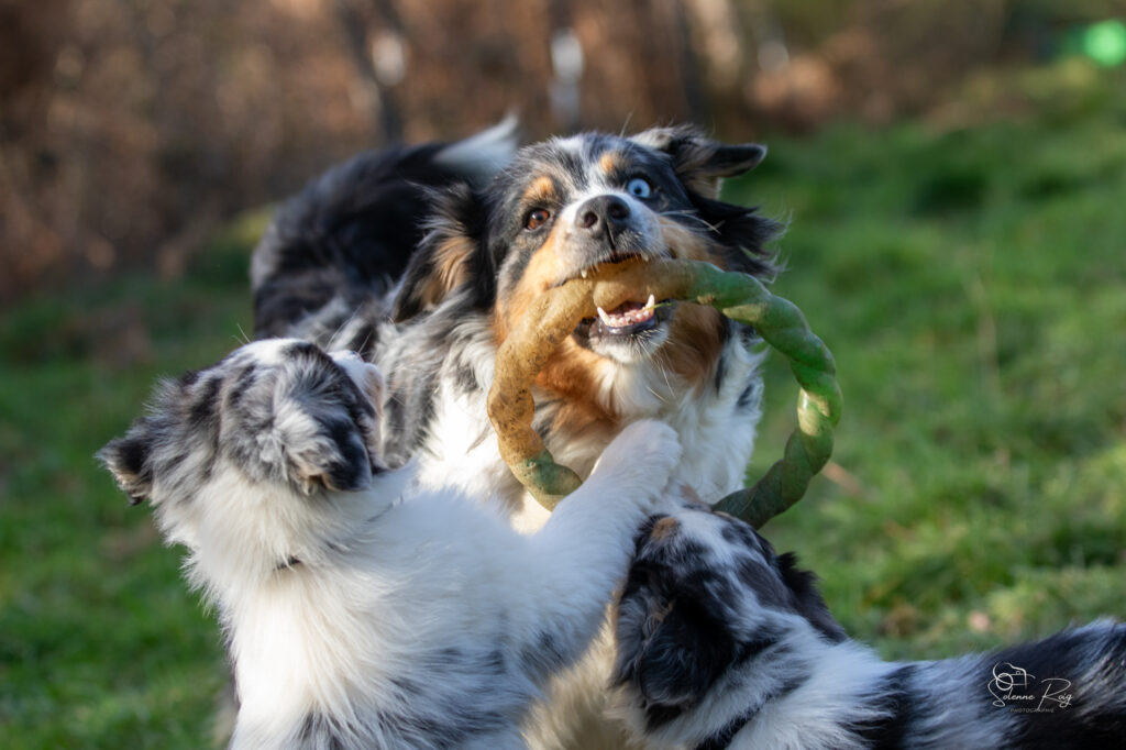 Maman Zia et sa marmaille déchaînée :D Elevage chiens berger australien LOF - Occitanie - Rock the Casbah of Sipawaban et ses chiots - femelle bleue merle - 5.5 ans
