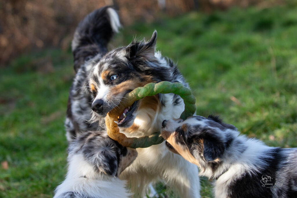 Maman Zia et sa marmaille déchaînée Elevage chiens berger australien LOF - Occitanie - Rock the Casbah of Sipawaban et ses chiots - femelle bleue merle - 5.5 ans
