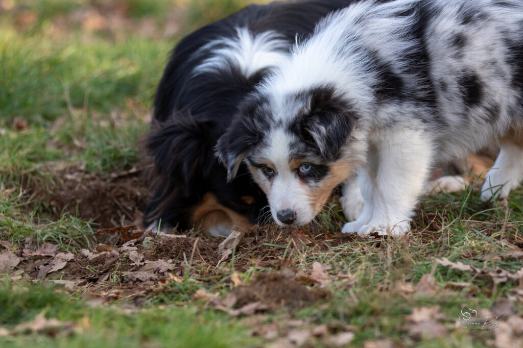 Awan Elevage chiens berger australien LOF - Occitanie - Awan of Sipawaban - mâle bleu merle - 8.5 semaines