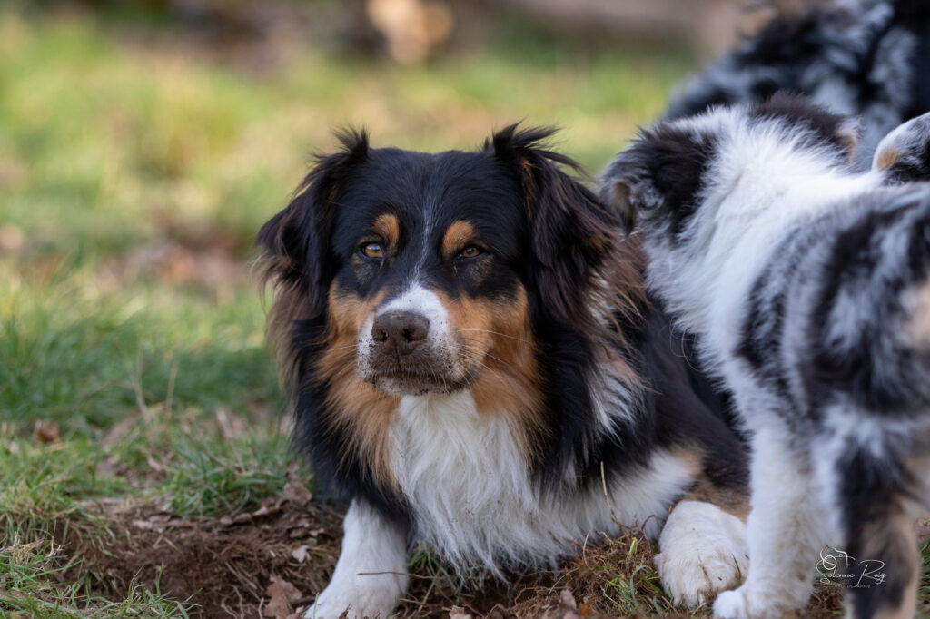Papa Twilight Elevage chiens berger australien LOF - Occitanie - Up to you des cimes de pyrene - mâle bleu merle - 2.5 ans