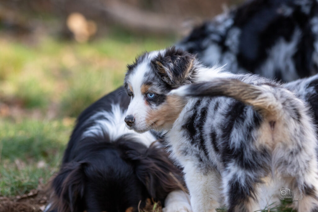Awan Elevage chiens berger australien LOF - Occitanie - Awan of Sipawaban - mâle bleu merle - 8.5 semaines