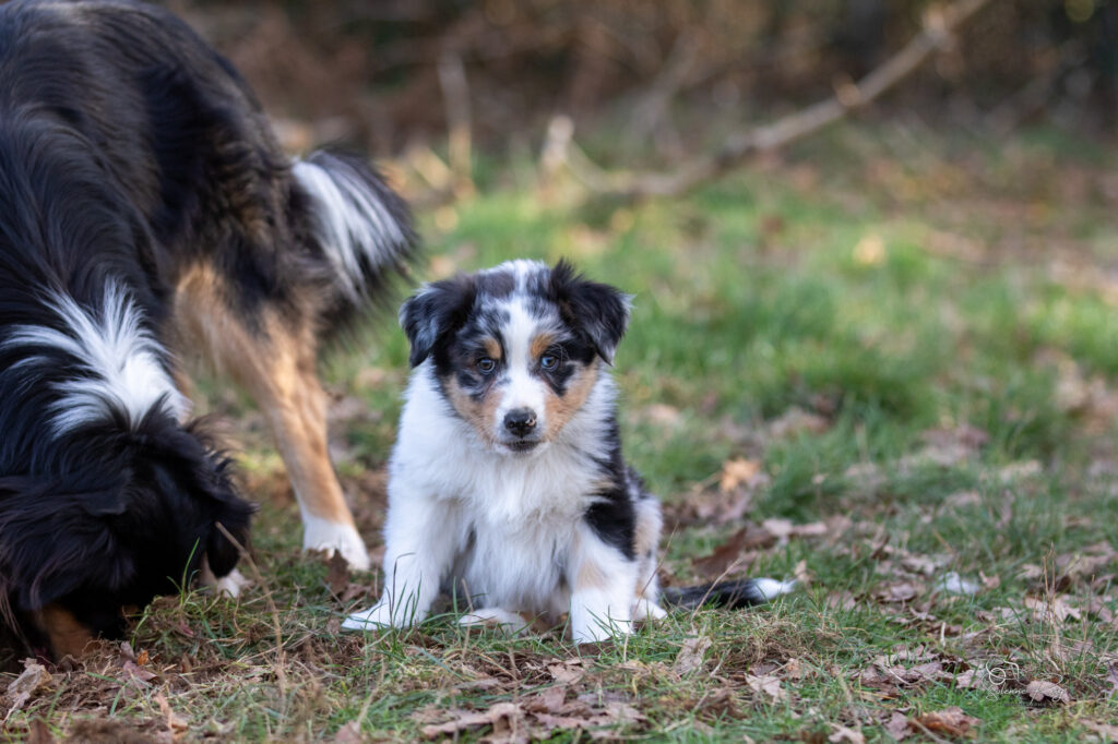 Asgard Elevage chiens berger australien LOF - Occitanie - Aksu of Sipawaban - mâle bleu merle - 8.5 semaines