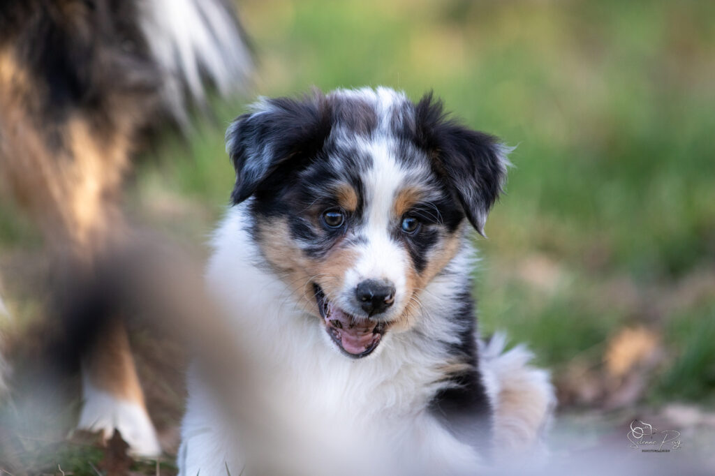 Asgard Elevage chiens berger australien LOF - Occitanie - Aksu of Sipawaban - mâle bleu merle - 8.5 semaines