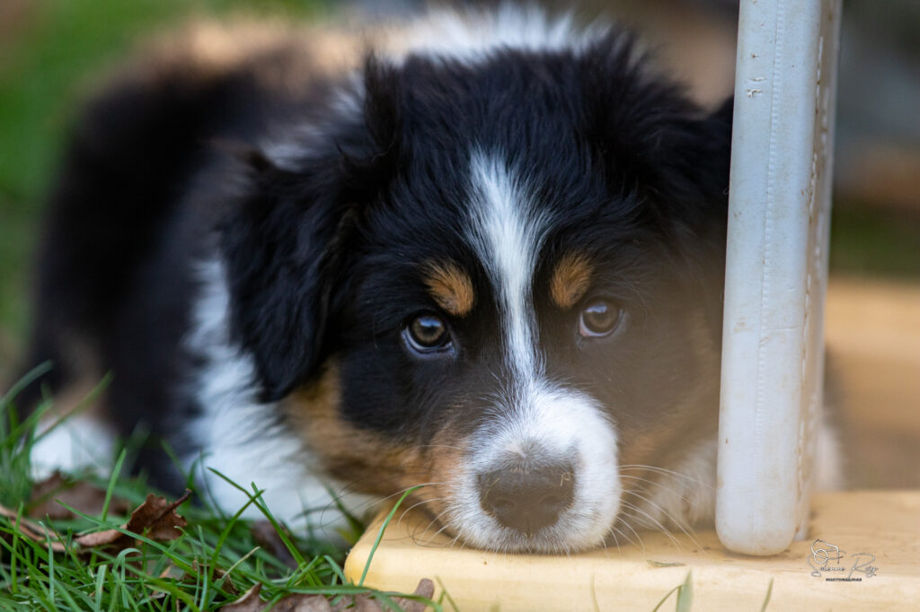 Alden of Sipawaban dit Speedy Elevage chiens berger australien LOF - Occitanie - Alden of Sipawaban - mâle noir tricolore - 8.5 semaines