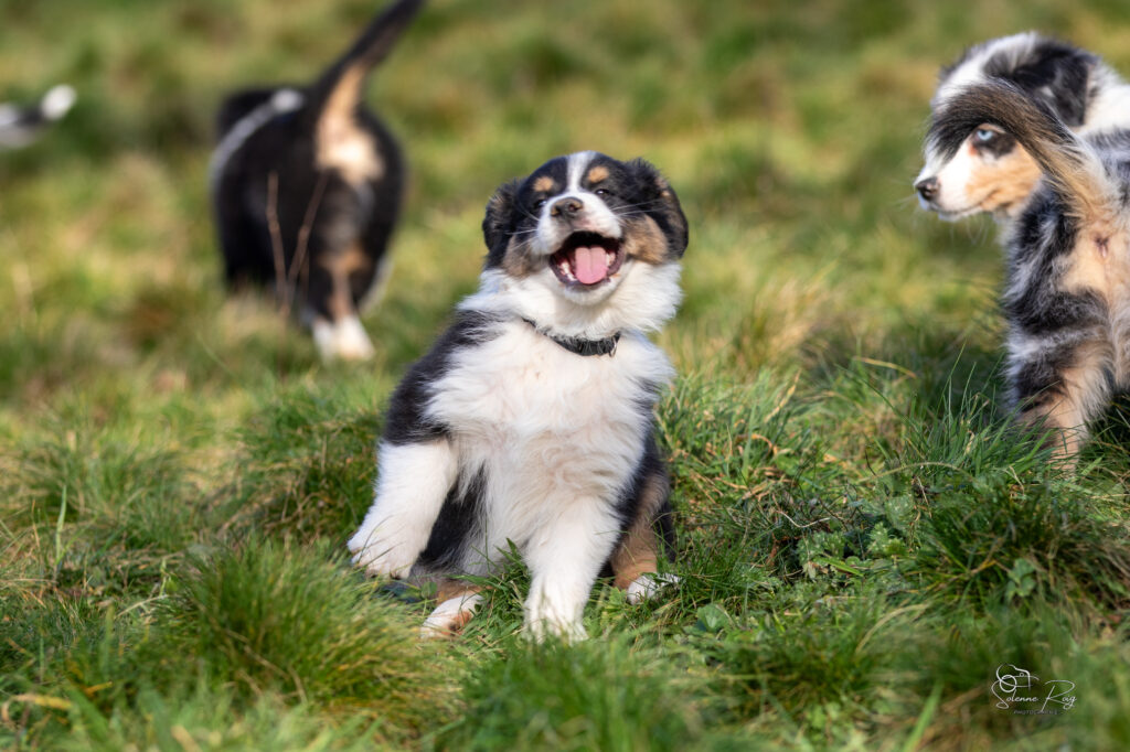 Ayo of Sipawaban Elevage chiens berger australien LOF - Occitanie - Ayo of Sipawaban - mâle noir tricolore - 8.5 semaines