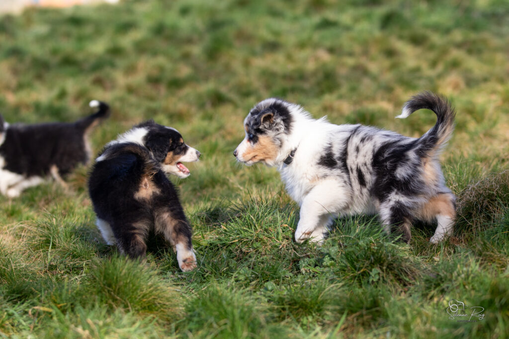 Ayo et Awan Elevage chiens berger australien LOF - Occitanie - Ayo et Awan of Sipawaban en train de jouer dans l'herbe - mâles noir tricolore et bleu merle - 8.5 semaines