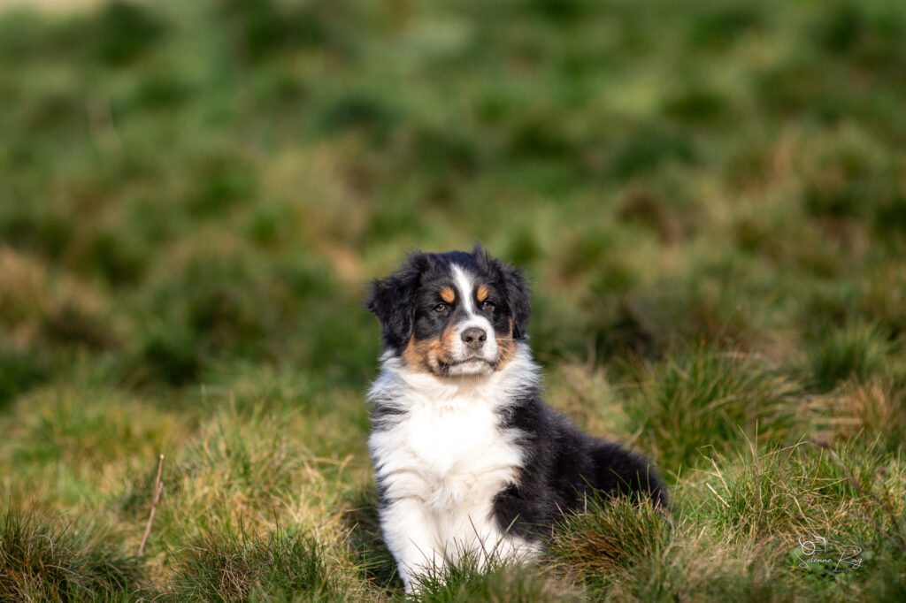 Alden dit Speedy Elevage chiens berger australien LOF - Occitanie - Alden of Sipawaban - mâle noir tricolore - 8.5 semaines