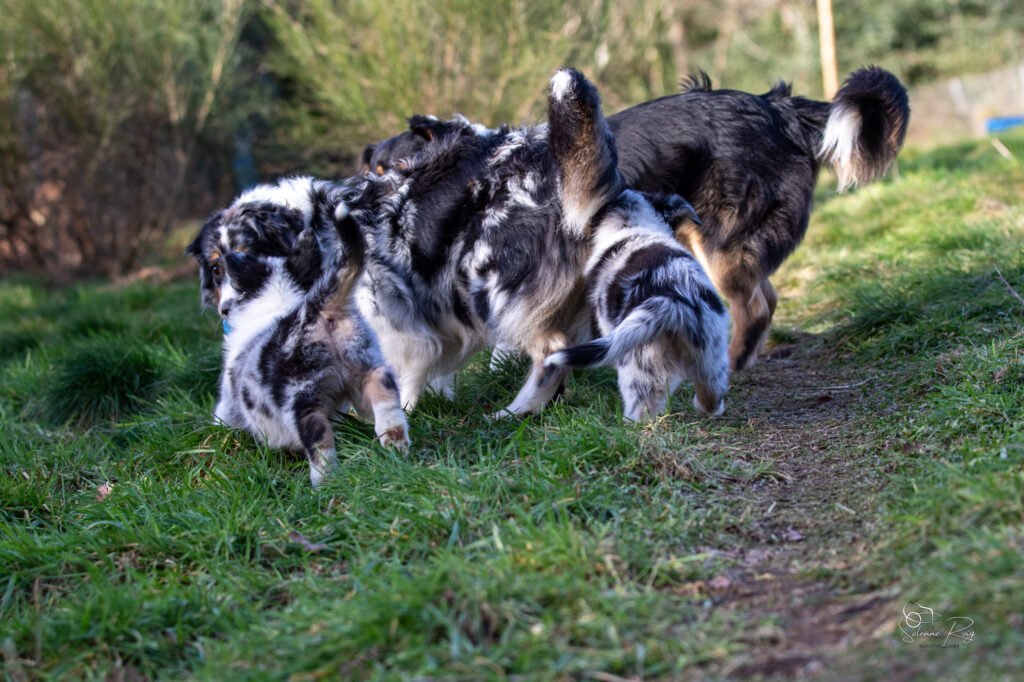 Tas de chiots chiots bergers australiens de 8.5 semaines jouant avec leurs parents - Elevage berger australien LOF - Occitanie