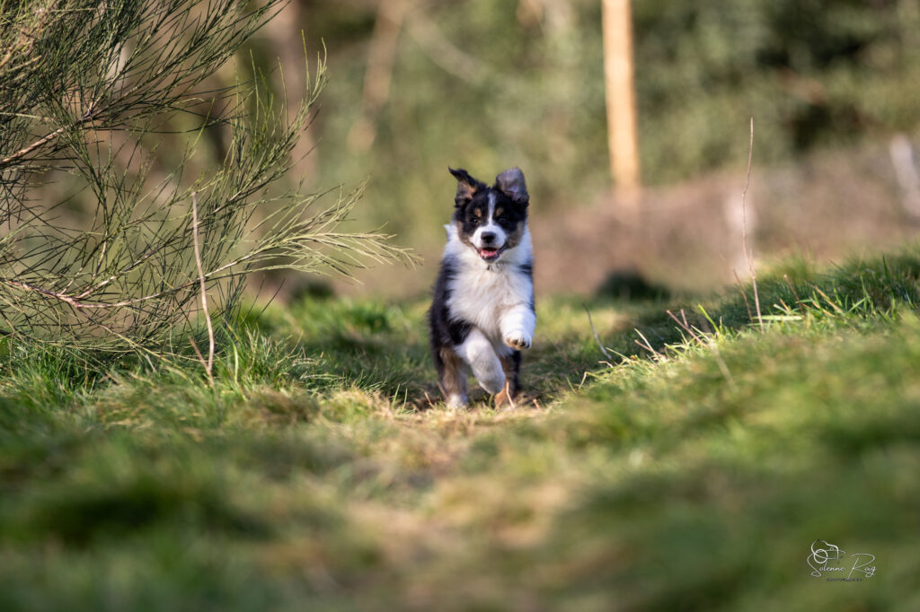 Ayo Elevage chiens berger australien LOF - Occitanie - Ayo of Sipawaban - mâle noir tricolore - 8.5 semaines