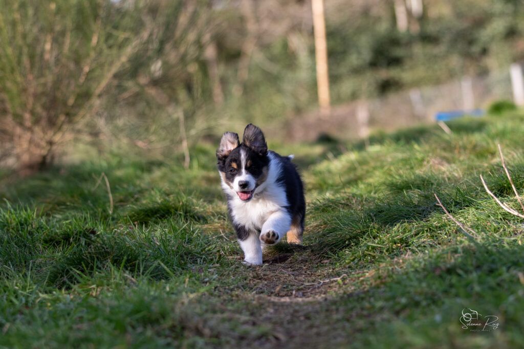 Ayo Elevage chiens berger australien LOF - Occitanie - Ayo of Sipawaban - mâle noir tricolore - 8.5 semaines