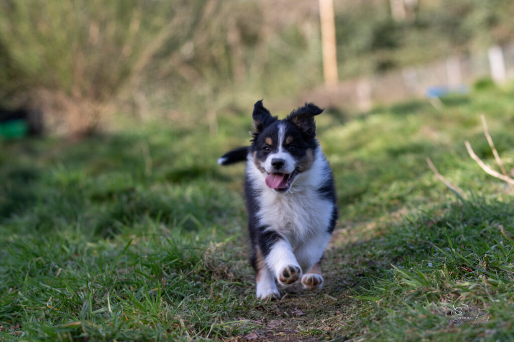 Ayo Elevage chiens berger australien LOF - Occitanie - Ayo of Sipawaban - mâle noir tricolore - 8.5 semaines