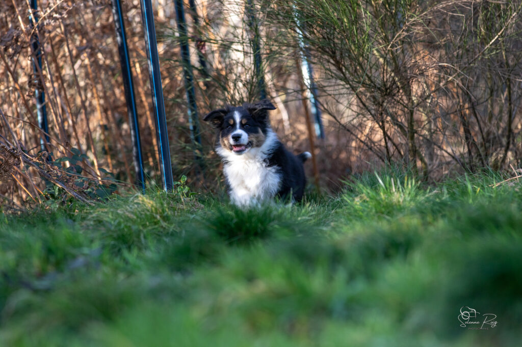 Speedy Elevage chiens berger australien LOF - Occitanie - Alden of Sipawaban - mâle noir tricolore - 8.5 semaines