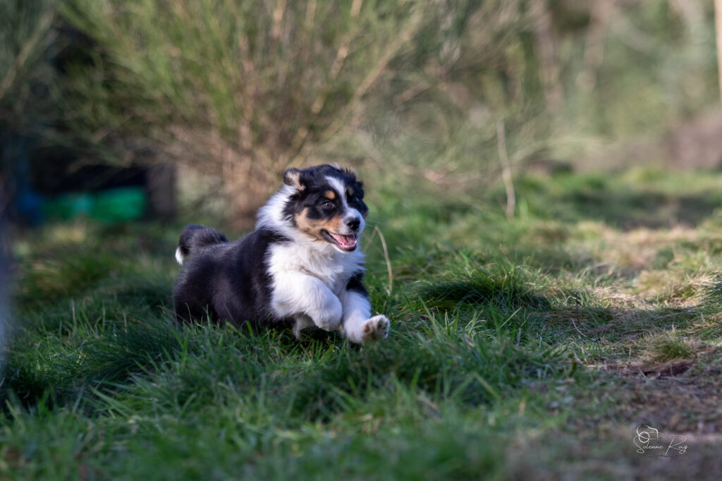 Alden dit Speedy Elevage chiens berger australien LOF - Occitanie - Alden of Sipawaban - mâle noir tricolore - 8.5 semaines