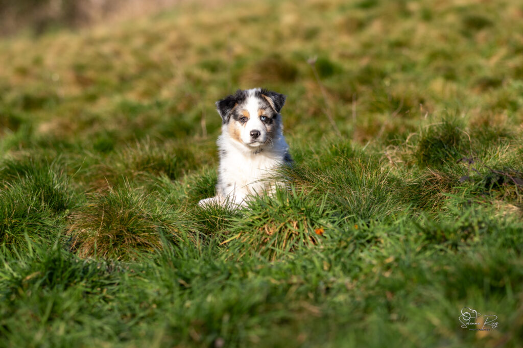 Awan Elevage chiens berger australien LOF - Occitanie - Awan of Sipawaban - mâle bleu merle - 8.5 semaines