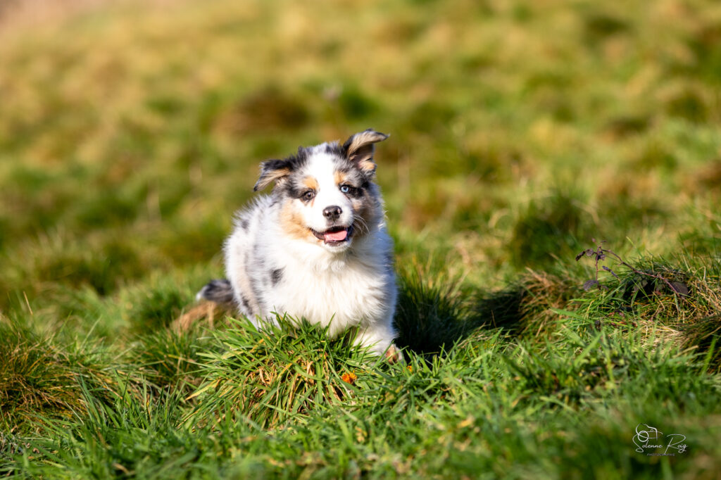 Awan of Sipawaban Elevage chiens berger australien LOF - Occitanie - Awan of Sipawaban - mâle bleu merle - 8.5 semaines