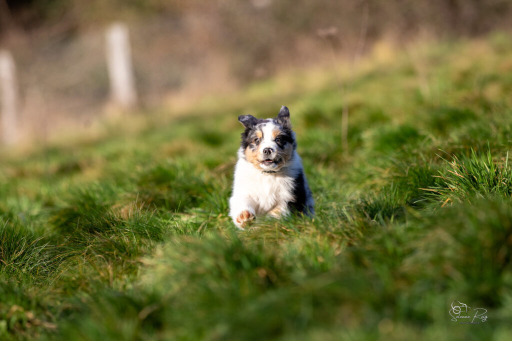 Aksu of Sipawaban dit Asgard Elevage chiens berger australien LOF - Occitanie - Aksu of Sipawaban - mâle bleu merle - 8.5 semaines