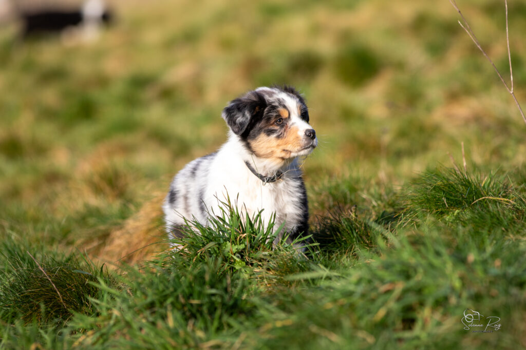 Aksu of Sipawaban dit Asgard Elevage chiens berger australien LOF - Occitanie - Aksu of Sipawaban - mâle bleu merle - 8.5 semaines