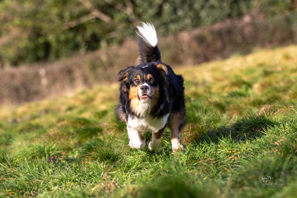 Papa Twilight Elevage chiens berger australien LOF - Occitanie - Up to you des cimes de pyrène - mâle noir tricolore - 2.5 ans