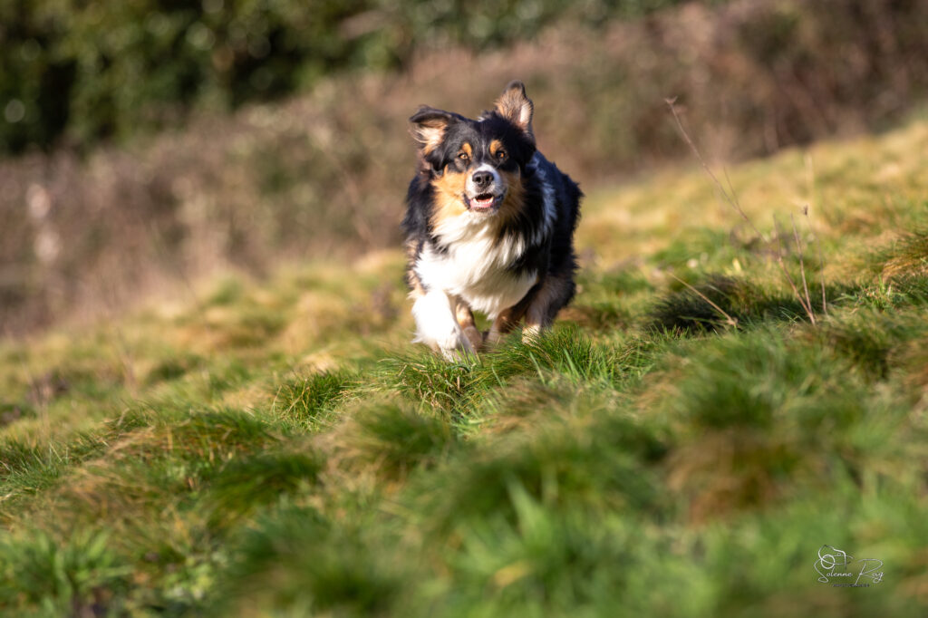 Elevage chiens berger australien LOF - Occitanie - Up to you des cimes de pyr&egrave;ne - m&acirc;le noir tricolore - 2.5 ans