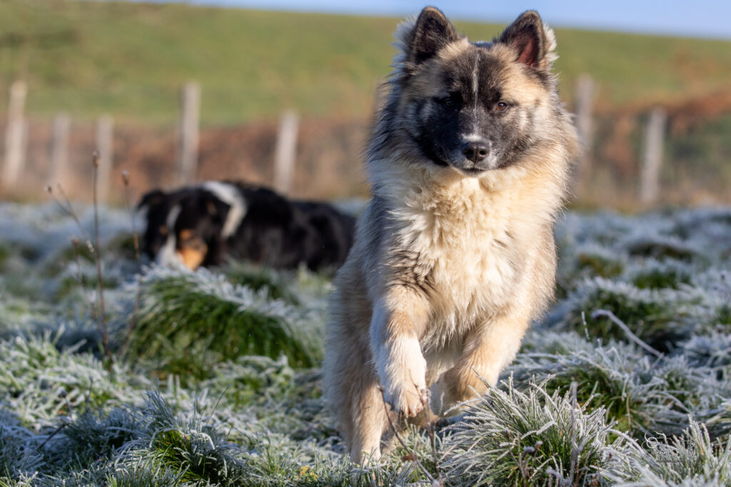 chien de berger d'Islande qui galope à l'extérieur