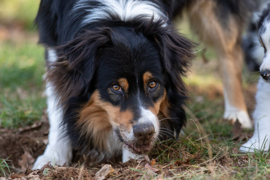 Elevage chiens berger australien LOF - Occitanie - Up to You des Cimes de Pyr&egrave;ne - m&acirc;le noir tricolore - 2.5 ans