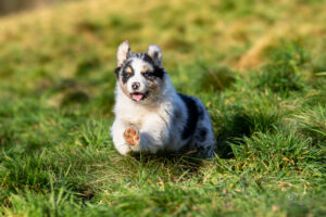 chiot berger australien bleu merle 8.5 semaines