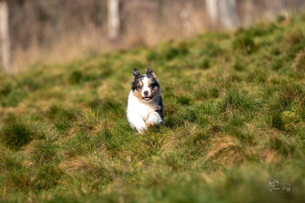 Elevage chiens berger australien LOF - Occitanie - Aksu of Sipawaban - m&acirc;le bleu merle - 8.5 semaines