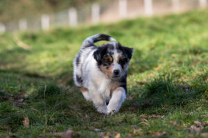 chiot berger australien bleu merle 8.5 semaines