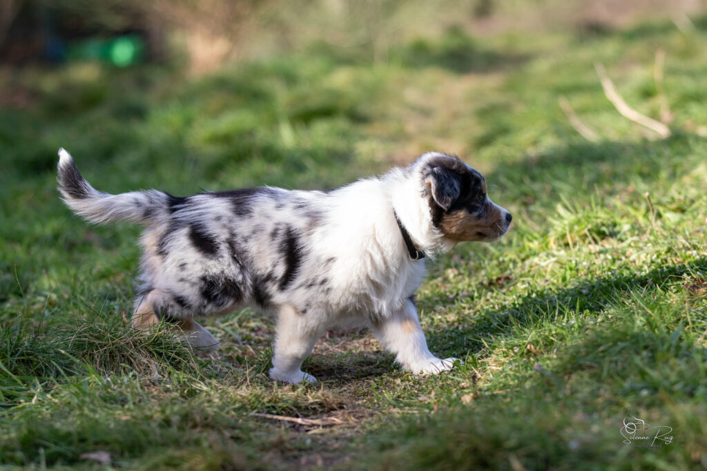 Elevage chiens berger australien LOF - Occitanie - Aksu of Sipawaban - m&acirc;le bleu merle - 8.5 semaines